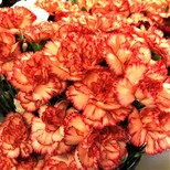 Orange Mini Carnations