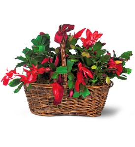 Christmas Cactus - Standard