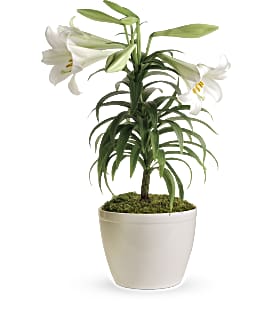 Peace Lily plant