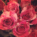 2 Tone Pink Roses