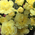 Yellow Mini Carnations