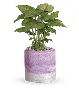 Lavender Frost Plant