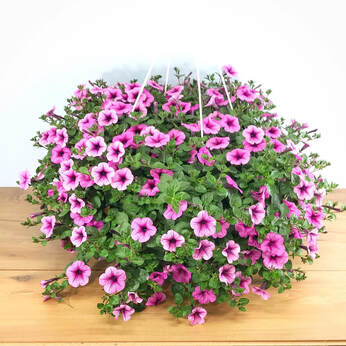 Hanging Basket