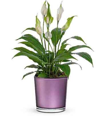 Chic Blossom Spathiphyllum Plant