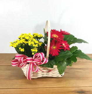 Double Plant Basket