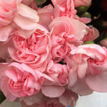 Light Pink Mini Carnations