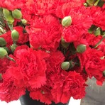 Red Mini Carnations