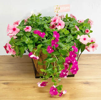 Elegant Garden Square Planter