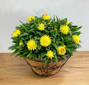 Mother's Day Garden Planter - Strawflower AssortmentPicture