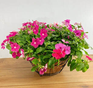 Mother's Day Garden Planter - Vinca Assortment