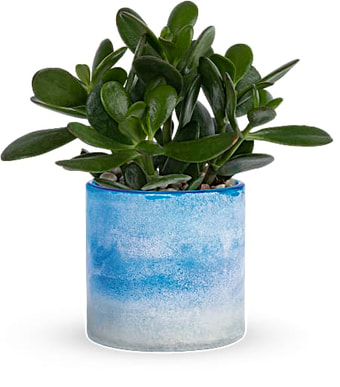 Sky Glass Jade Plant