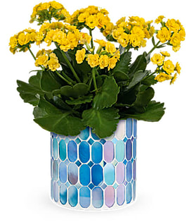 Lavender Frost Plant