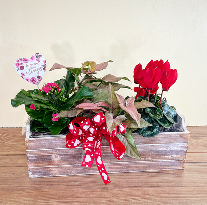Valentine's Day Triple Plant Basket