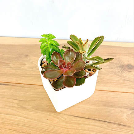 Valentine's Day Succulent Garden