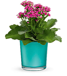 Shimmering Aqua Plant