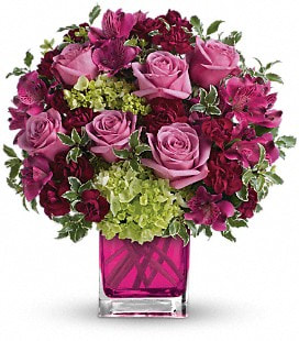 Splendid Surprise - Premium