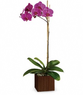 Teleflora's Sublime Orchid
